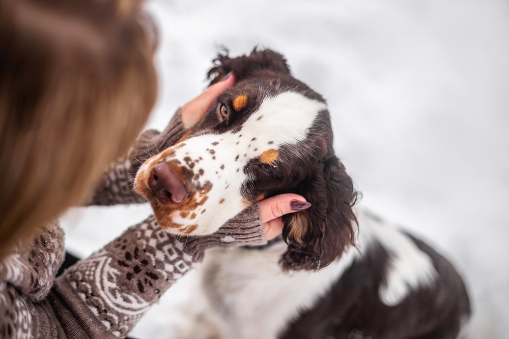 A kutyák akár örömkönnyeket is képesek hullajtani, amikor a gazdijukkal találkoznak