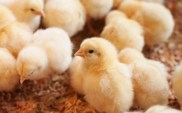 Az olasz tojásipar betiltja a hím csirkék élve darálását
