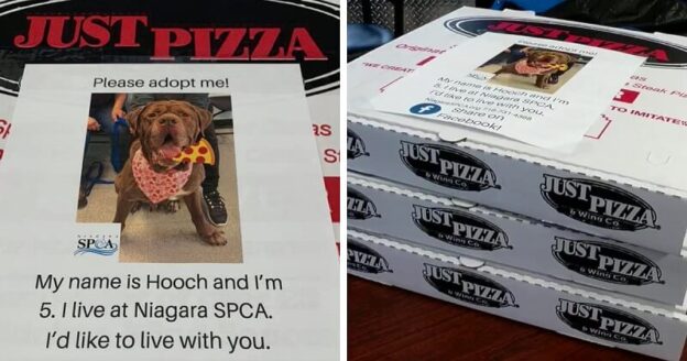 Egy pizzéria zseniális ötlettel segíti a menhelyi kutyák örökbefogadását