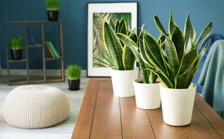 Három növény, amely tisztítja otthonodban a levegőt