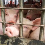 Új-Zéland nem exportál több élő állatot 2023 áprilisától