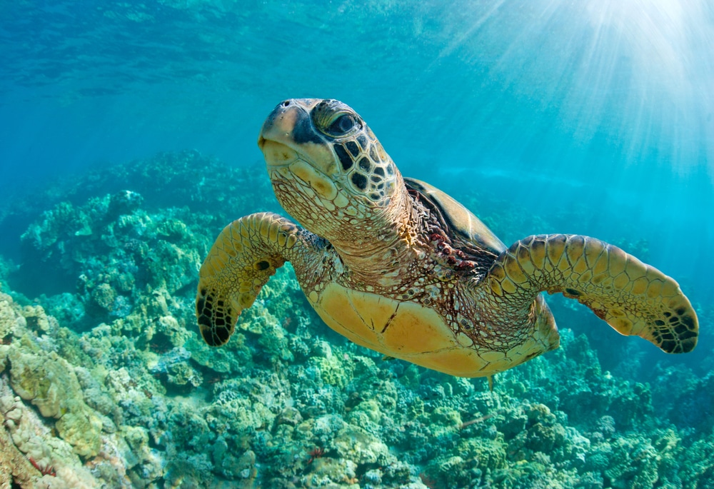 Az elmúlt harminc évben több, mint egymillió teknőst öltek meg az orvvadászok