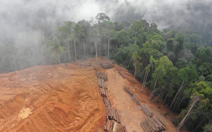 Szinte teljes egészében a mezőgazdaság felelős az esőerdők kiirtásáért