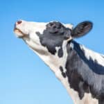 Itt a “tehénböfögés-adó”: Új-Zéland kormánya illetéket vezet be a mezőgazdasági kibocsátások után
