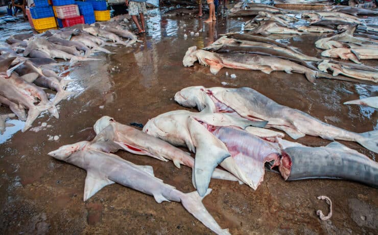 Évente 73 millió cápát ölnek le csak az uszonyukért – egymillió aláírás talán tehet ellene