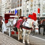 Joaquin Phoenix és Billie Eilish is azt követeli, hogy tiltsák be a lovaskocsizást New Yorkban