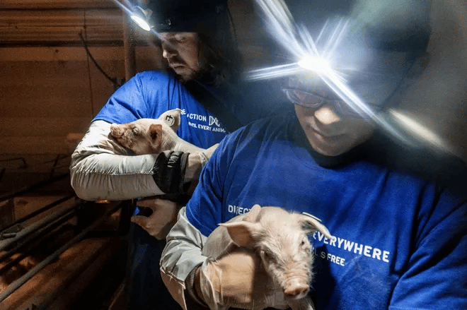 Felmentették az állatjogi aktivistákat, akik elvittek két beteg kismalacot egy sertéstelepről