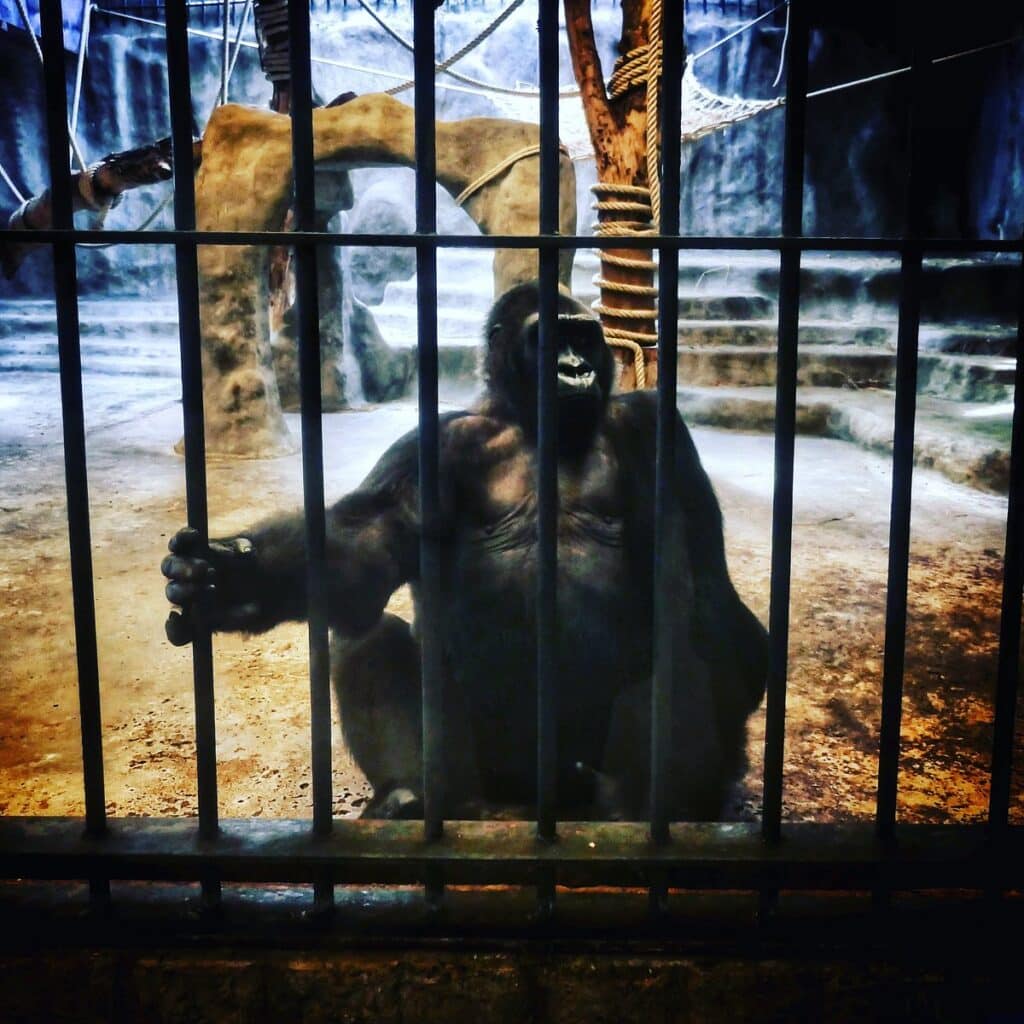 A világ legmagányosabb gorillája egy thaiföldi bevásárlóközpontban él, Cher pedig ki akarja szabadítani