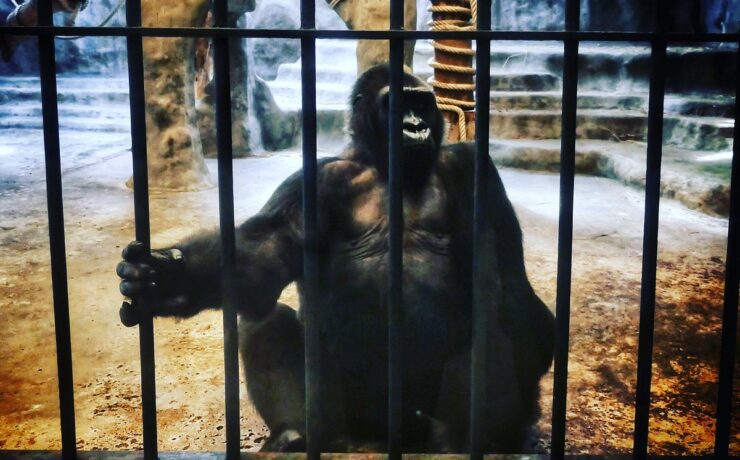 A világ legmagányosabb gorillája egy thaiföldi bevásárlóközpontban él, Cher pedig ki akarja szabadítani
