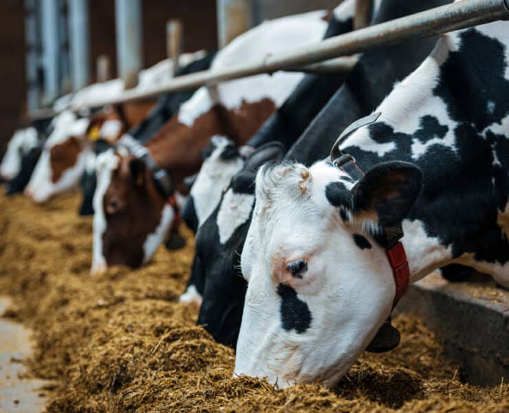 Metánkibocsátás elsődleges okozója az állattenyésztés