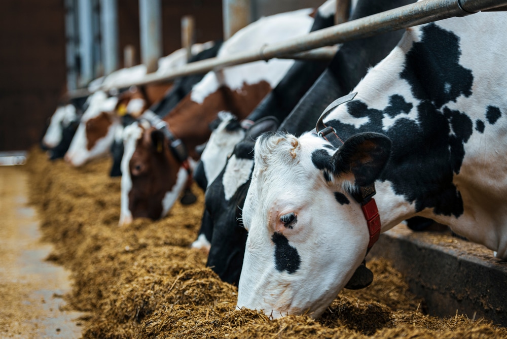 Metánkibocsátás elsődleges okozója az állattenyésztés