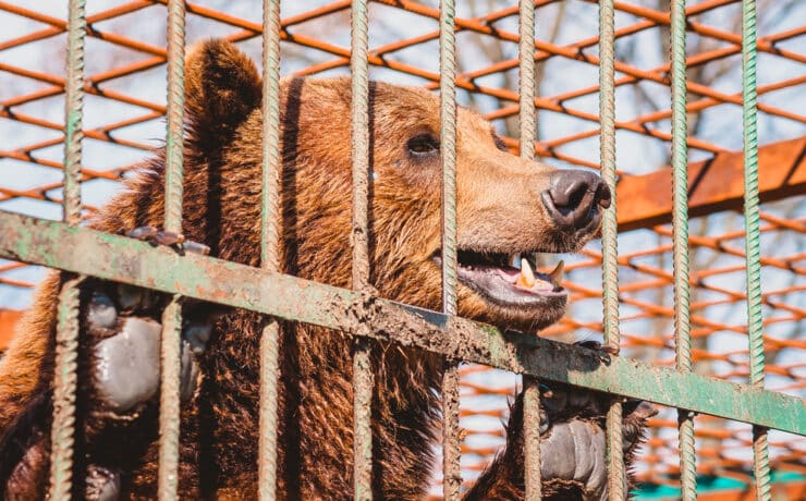 Magyar állatvédők is segítettek kimenteni Bolikot, a medvét az ukrán háború poklából