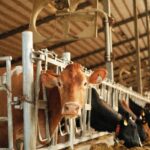 Borzalmas jelenség: a tejmarhák egyharmada lebénul az állandó fejéstől