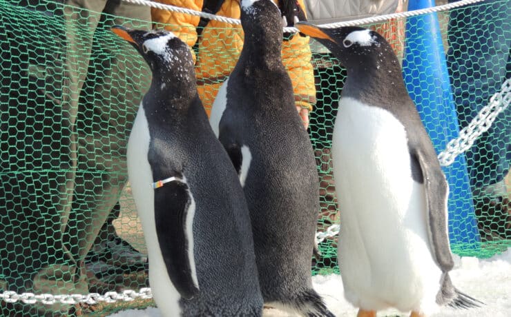 Pingvinek is áldozatul estek a madárinfluenzának egy angol állatkertben