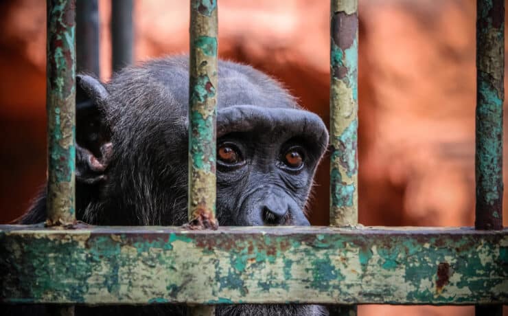 Lelőtték az állatkertből elszökött csimpánzokat Svédországban