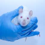 Történelmi lépés: már nem kötelező állatokon tesztelni a gyógyszereket az Egyesült Államokban