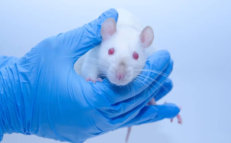 Történelmi lépés: már nem kötelező állatokon tesztelni a gyógyszereket az Egyesült Államokban