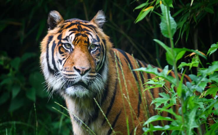Magánterületről elszökött tigrist lőttek le Johannesburgban