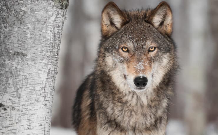 Az eddigi legnagyobb farkasvadászat kezdődött el Svédországban