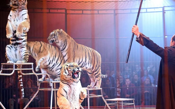 Videón, ahogy a tigris rátámad idomárjára egy olasz cirkuszban