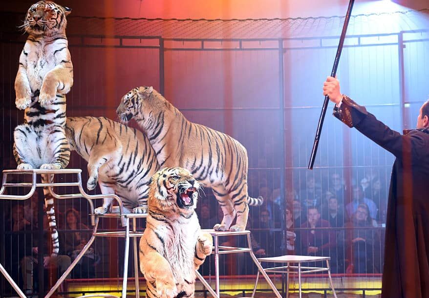 Videón, ahogy a tigris rátámad idomárjára egy olasz cirkuszban