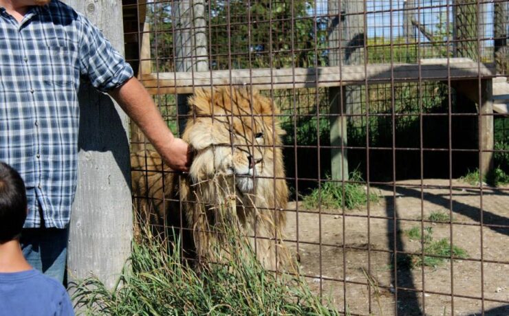 Tucatnyi állatot koboztak el egy út menti állatkerttől