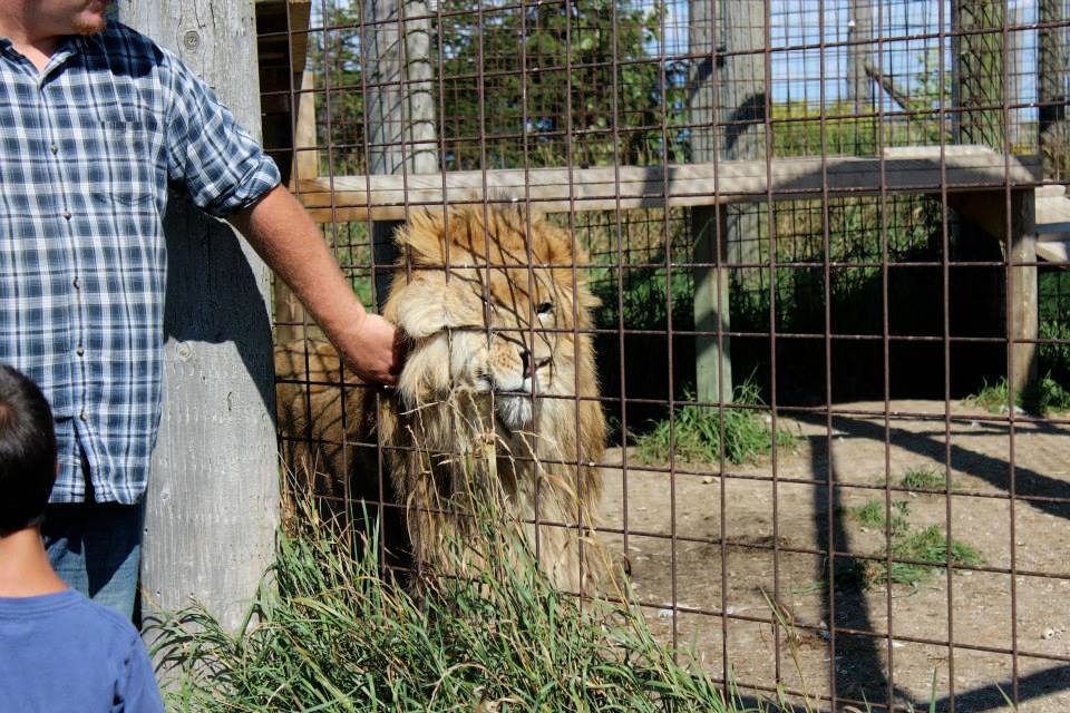 Tucatnyi állatot koboztak el egy út menti állatkerttől