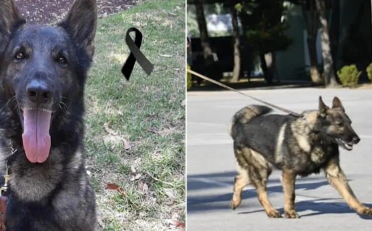 Törökországi mentése közben életét vesztette Proteo, a mexikói hadsereg kutyája