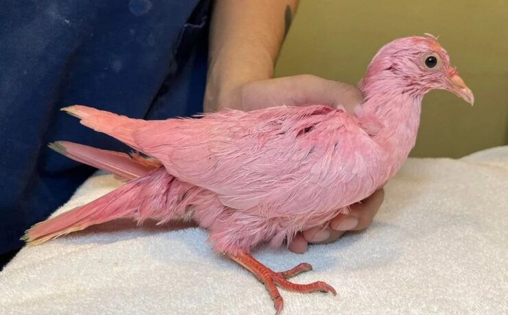 Rózsaszínre festettek egy galambot a babaváró buli miatt, a madár belehalt a festékmérgezésbe