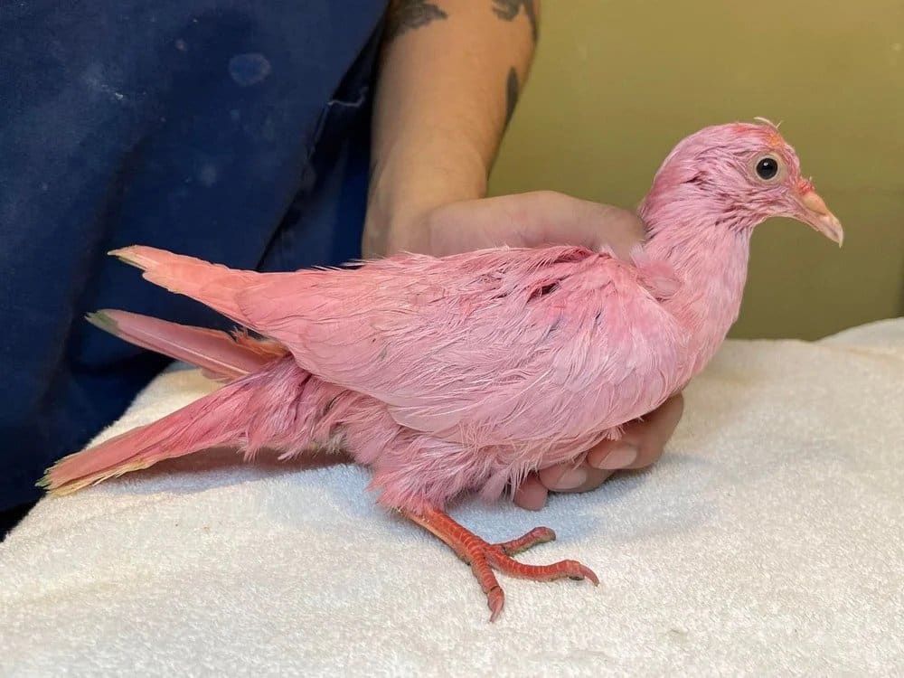 Rózsaszínre festettek egy galambot a babaváró buli miatt, a madár belehalt a festékmérgezésbe