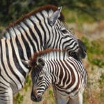 Tányérra kerülhetnek a zebrák Dél-Afrikában