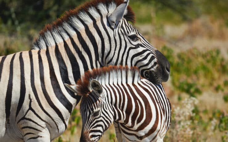Tányérra kerülhetnek a zebrák Dél-Afrikában