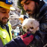 Kutyákat, cicákat és papagájt is kimentettek a romok alól Törökországban