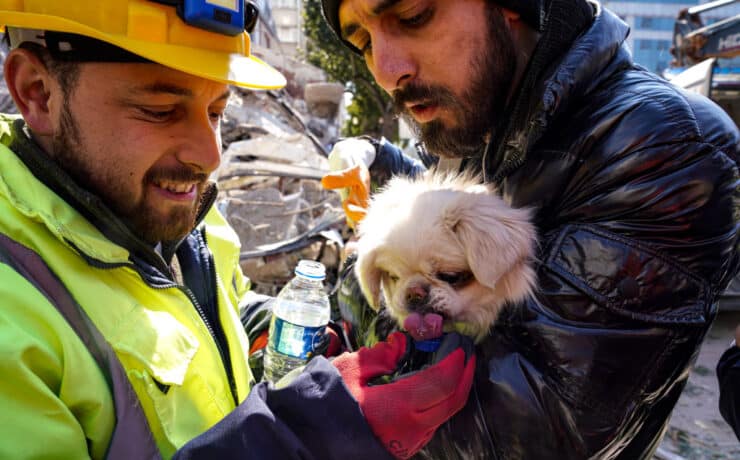 Kutyákat, cicákat és papagájt is kimentettek a romok alól Törökországban