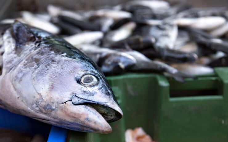 A skót lazacfarmokon milliószámra hullanak a halak