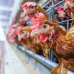 Kiengedné a csirkéket a ketrecből az uniós élelmiszer-biztonsági hatóság