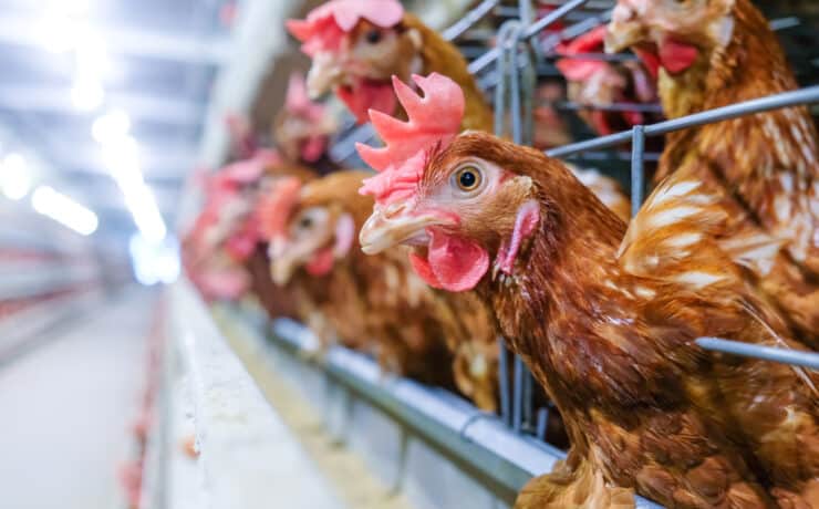 Kiengedné a csirkéket a ketrecből az uniós élelmiszer-biztonsági hatóság