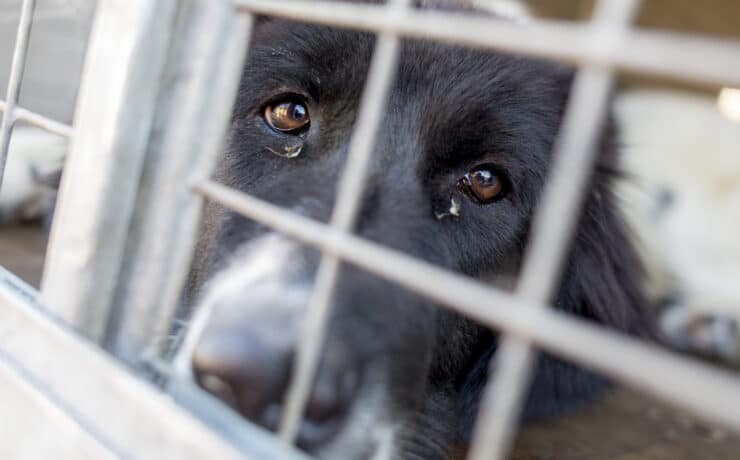 Lyuk a koponyába: kegyetlen állatkísérleti rutint fedett fel a PETA