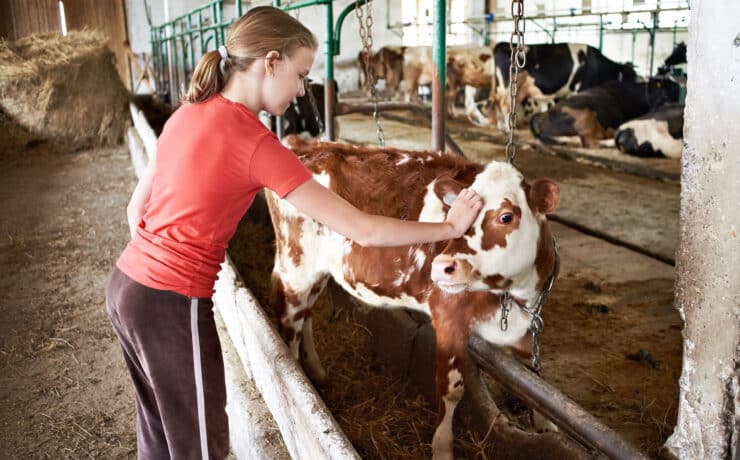 A TikTokon számolnak le a tejipart érő vádakkal a fiatal gazdák Angliában
