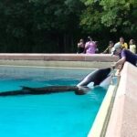Elpusztult Kiska, a világ legmagányosabb delfine, aki 40 évet élt fogságban