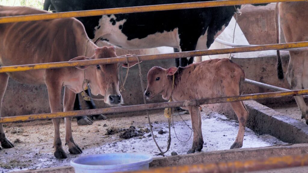 Maa Ka Doodh – megrázó dokumentumfilm India tejiparáról