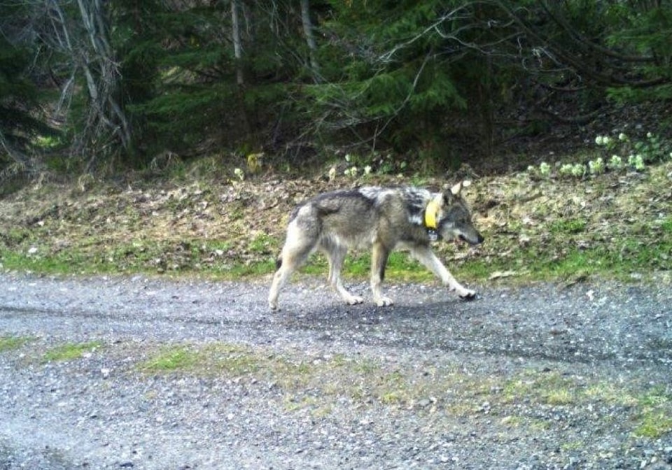 Kilőtték Borsodban a Svájcból érkezett farkast, nyomozás indult az elkövető vadász ellen