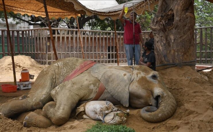 Egy elefánt korai halála miatt bezárhatják Pakisztán legnagyobb állatkertjét