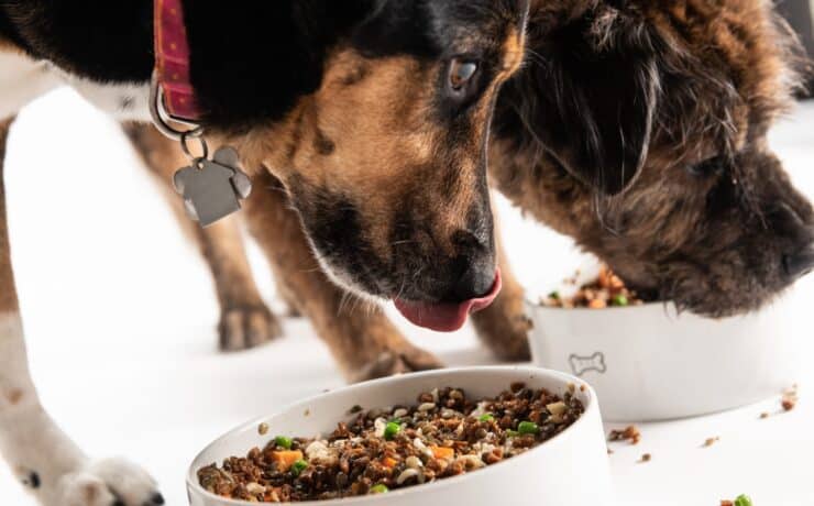 Egy kutatás szerint a vegán táplálással javulhat a kutyák egészsége