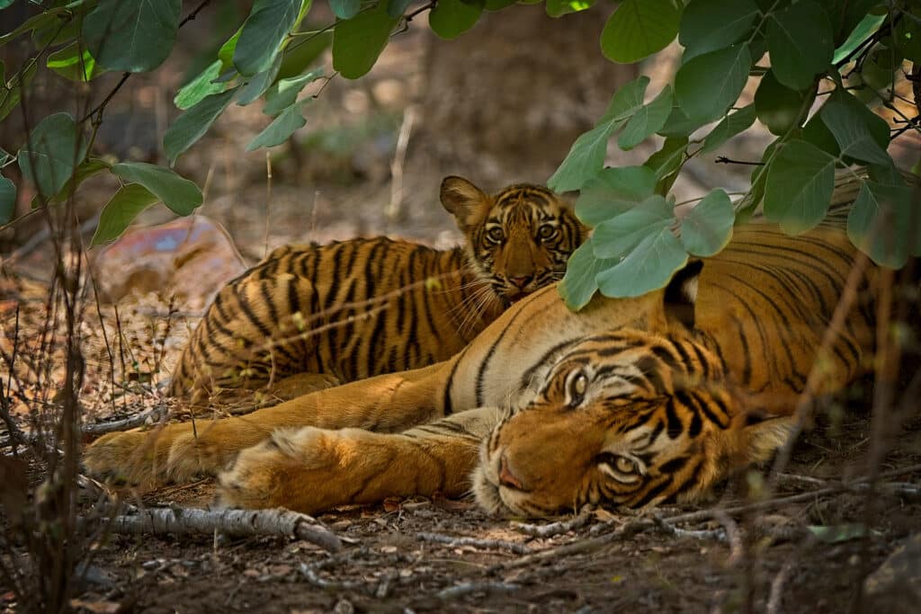 India belehúzott a tigrisek védelmébe, gyarapszik a példányszám