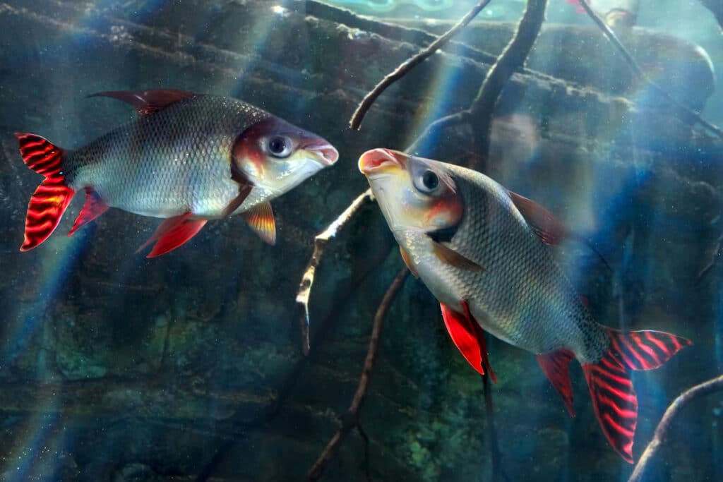 Friss kutatás: a halak is képesek az empátiára