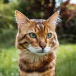 Macskák kilövése lett volna a gyerekek feladata egy új-zélandi vadászversenyen