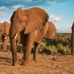 Egyre több elefántot ölnek meg az avokadó termesztése miatt Kenyában