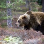 Halálos medvetámadás történt Olaszországban