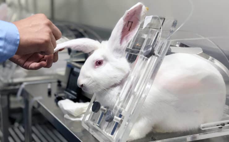25 év után újra lehet kozmetikai állatkísérleteket végezni az Egyesült Királyságban